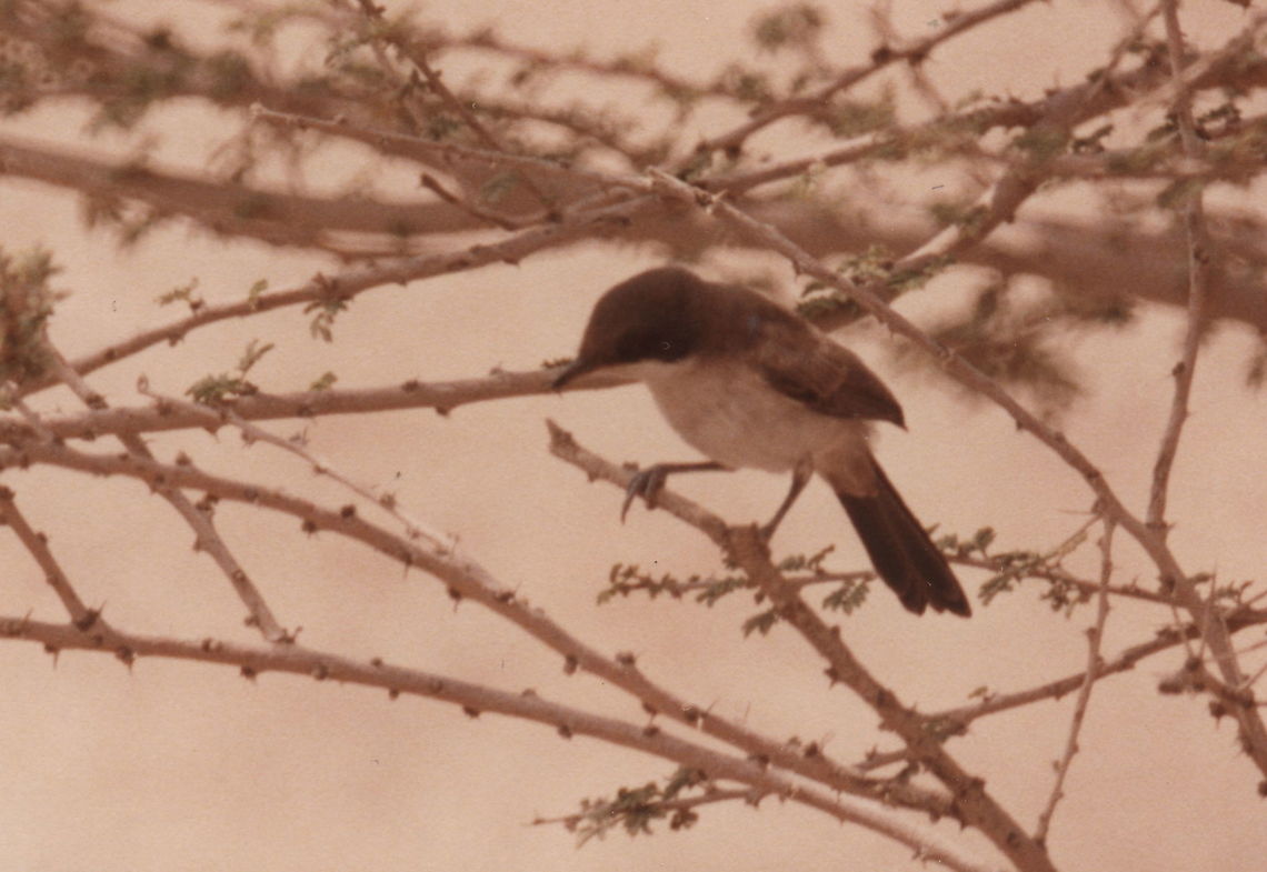 Sylvia leucomelaena S Israel, N  Arava Valley, N of Hatzeva, 1/Apr/1986 Arabian warbler,Geotagged,Israel,Spring,Sylvia leucomelaena
