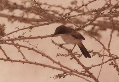 Arabian warbler