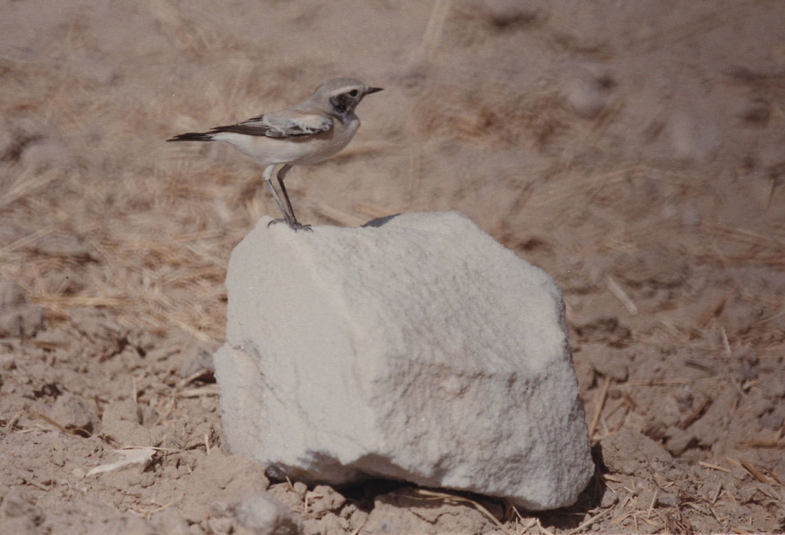 Oenanthe deserti S Israel, S Arava Valley, N Eilot fields, 24/10/1985 Desert wheatear,Fall,Geotagged,Israel,Oenanthe deserti
