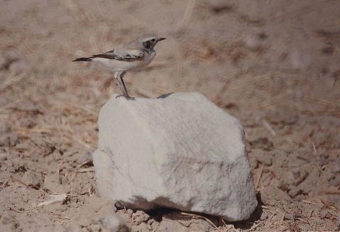Oenanthe deserti S Israel, S Arava Valley, N Eilot fields, 24/10/1985 Desert wheatear,Fall,Geotagged,Israel,Oenanthe deserti