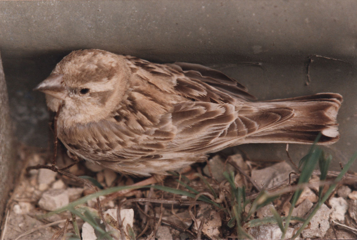 Petronia petronia SE Samaria, Mt Baal Hatzor, 17/3/1986 Geotagged,Petronia petronia,Rock Sparrow