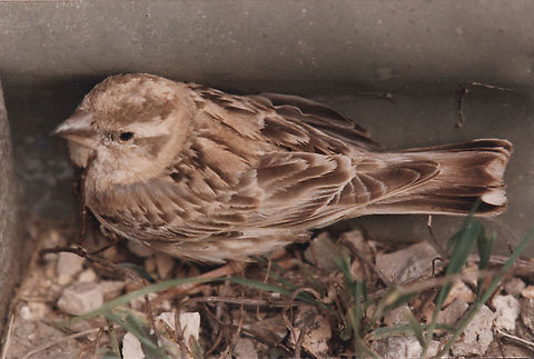 Rock Sparrow