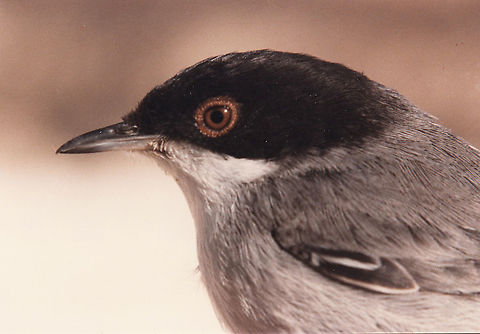 Sylvia melanocephala Samaria_Mt Baal Hatoer, 8/2/1986 Geotagged,Sardinian Warbler,Sylvia melanocephala,Winter