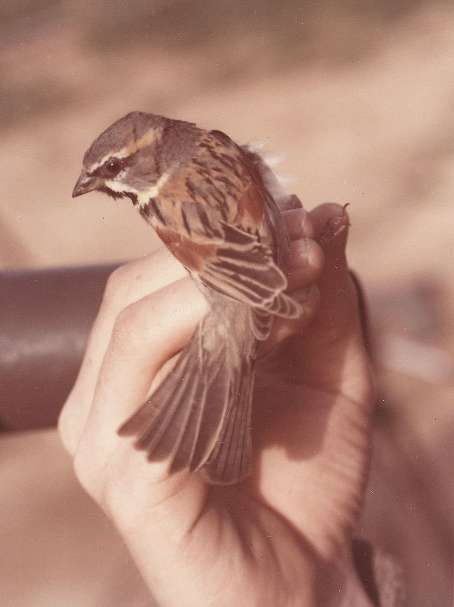 Passer moabiticus Eilot ringing station, 14/3/1985 Dead Sea sparrow,Geotagged,Israel,Passer moabiticus,Winter