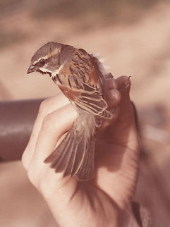 Passer moabiticus Eilot ringing station, 14/3/1985 Dead Sea sparrow,Geotagged,Israel,Passer moabiticus,Winter