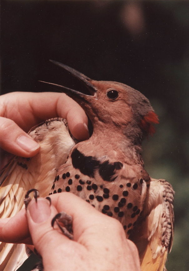 Colaptes auratus USA, NJ, Hopewell, 6/6/1986 Colaptes auratus,Geotagged,Northern Flicker,Spring,United States