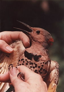 Colaptes auratus USA, NJ, Hopewell, 6/6/1986 Colaptes auratus,Geotagged,Northern Flicker,Spring,United States