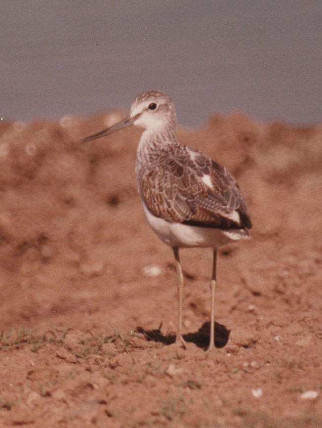 Tringa nebularia C Israel, Safari Ramat Gan, 19/11/1985 Fall,Geotagged,Greenshank,Israel,Tringa nebularia