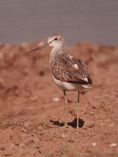 Tringa nebularia C Israel, Safari Ramat Gan, 19/11/1985 Fall,Geotagged,Greenshank,Israel,Tringa nebularia