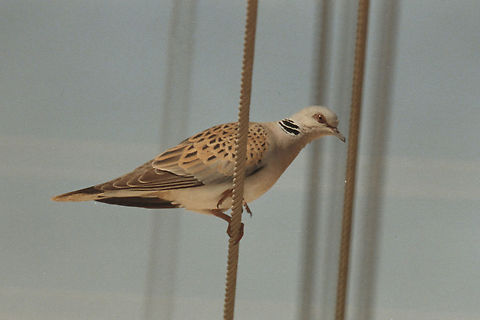 Streptopelia turtur Samaria_Mt Baal Hatzor, 15/7/1986 European Turtle Dove,Geotagged,Streptopelia turtur,Summer