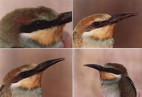 Merops apiaster Samaria_Mt Baal Hatzor, 1/Oct/1986 European bee-eater,Fall,Geotagged,Merops apiaster