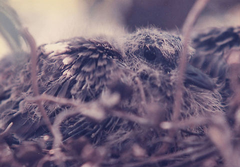 Streptopelia turtur Samaria_Mt Baal Hatzor, 17/6/1986 European Turtle Dove,Geotagged,Spring,Streptopelia turtur