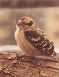 Dryobates pubescens USA, NJ, Princeton, 6/6/1986 Downy woodpecker,Dryobates pubescens,Geotagged,Spring,United States