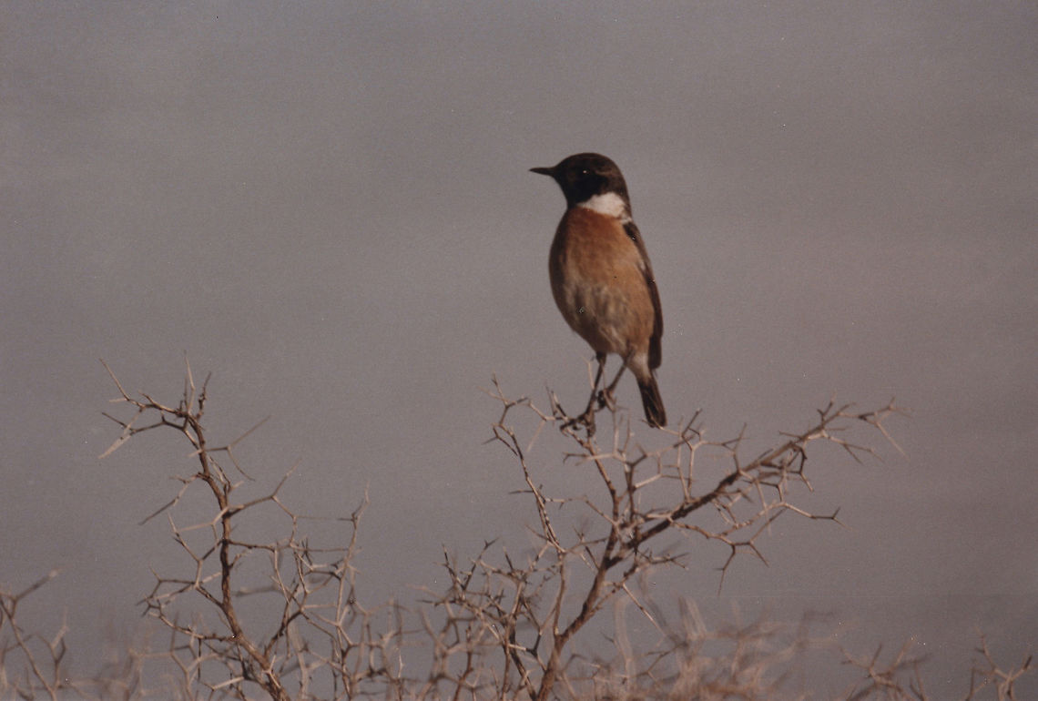 Saxicola rubicola Samaria_Mt Baal Hatzor, 15/5/1986 European Stonechat,Geotagged,Saxicola rubicola,Winter