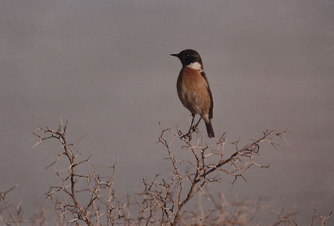Saxicola rubicola Samaria_Mt Baal Hatzor, 15/5/1986 European Stonechat,Geotagged,Saxicola rubicola,Winter