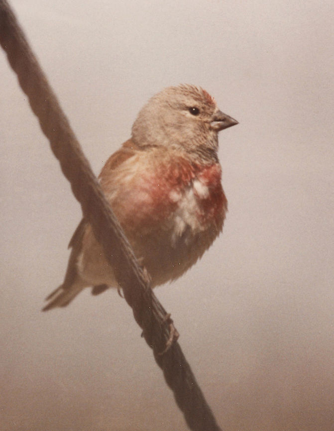 Linaria cannabina Samaria_Mt Baal Hatzor Common Linnet,Geotagged,Linaria cannabina,Spring
