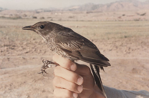 Turdus torquatus S Israel, S Arava Valley, Eilot ringing station Fall,Geotagged,Israel,Ring ouzel,Turdus torquatus