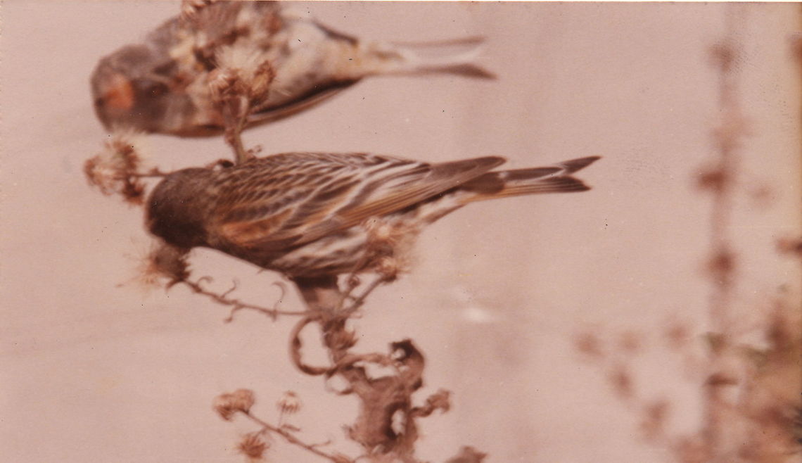 Serinus pusillus SE Samaria, Mt Baal Hatzor Geotagged,Red-fronted serin,Serinus pusillus,Winter