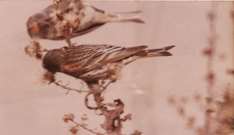 Serinus pusillus SE Samaria, Mt Baal Hatzor Geotagged,Red-fronted serin,Serinus pusillus,Winter