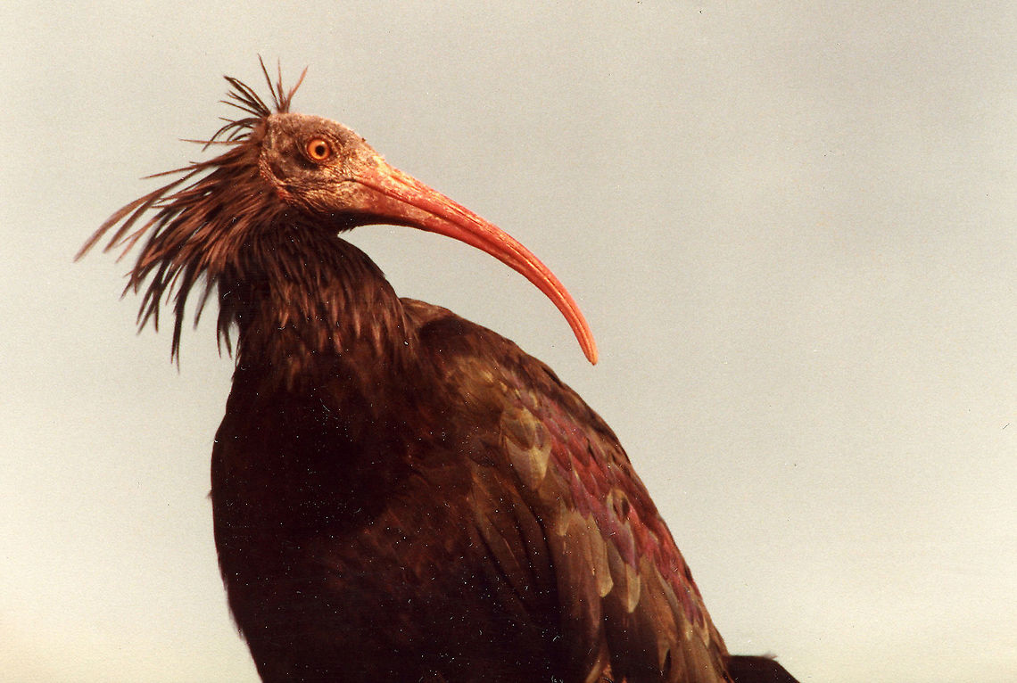 Geronticus eremita  Geronticus eremita,Northern Bald Ibis