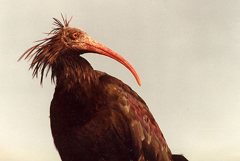 Geronticus eremita  Geronticus eremita,Northern Bald Ibis