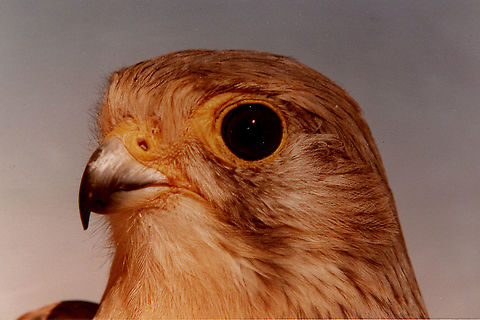 Falco tinnunculus  Common Kestrel,Falco tinnunculus,Geotagged,Summer
