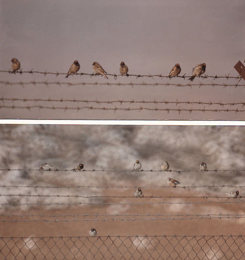 Serinus pusillus SE Samaria, Mt Baal Hatzor Geotagged,Red-fronted serin,Serinus pusillus,Winter