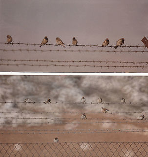 Serinus pusillus SE Samaria, Mt Baal Hatzor Geotagged,Red-fronted serin,Serinus pusillus,Winter