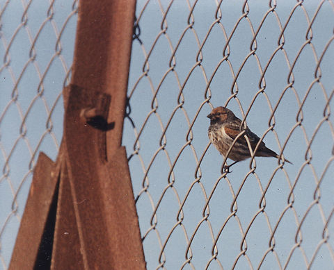 Serinus pusillus SE Samaria, Mt Baal Hatzor Geotagged,Red-fronted serin,Serinus pusillus,Winter