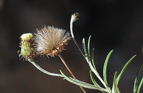 Phagnalon saxatile Morocco - Anti-Atlas , above Tafraut, 1700m Geotagged,Mediterranean Phagnalon,Morocco,Phagnalon saxatile,Spring