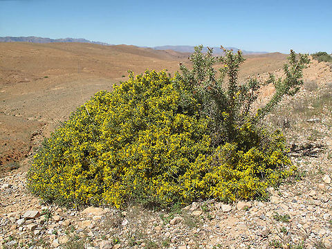 Genista scorpius ssp. myriantha Morocco, Anti-Atlas Genista scorpius,Geotagged,Morocco,Spring