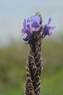 Lavandula multifida  Morocco : near Fes Geotagged,Lavandula multifida,Morocco,Spring