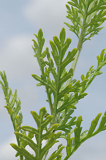 Lavandula multifida Morocco : near Fes Geotagged,Lavandula multifida,Morocco,Spring