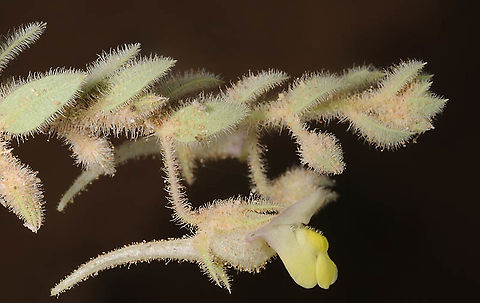 Kickxia aegyptiaca Morocco: Mezuga Geotagged,Kickxia aegyptiaca,Morocco,Spring