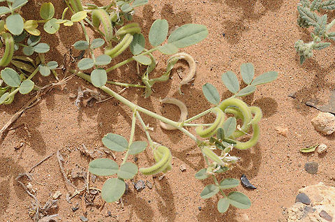 Astragalus_arpilobus Morocco: Mezuga Astragalus arpilobus,Geotagged,Morocco,Spring