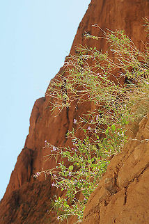 Moricandia suffruticosa  Moricandia suffruticosa