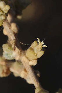 Traganum nudatum Morocco: Erfoud Geotagged,Morocco,Spring,Traganum nudatum