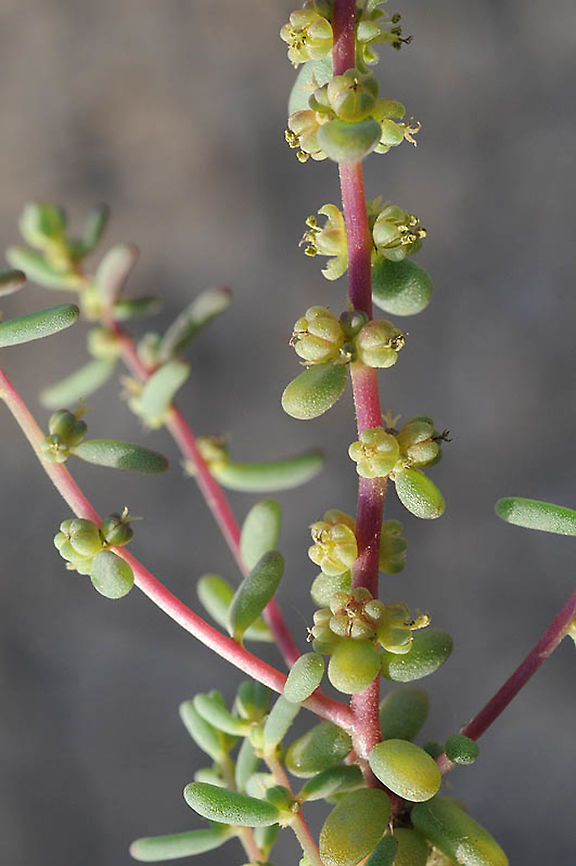 Suaeda vermiculata Morocco: Erfoud Geotagged,Morocco,Spring,Suaeda vermiculata