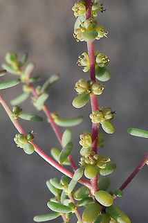 Suaeda vermiculata Morocco: Erfoud Geotagged,Morocco,Spring,Suaeda vermiculata