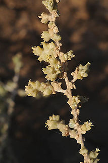 Traganum nudatum Morocco: Erfoud Geotagged,Morocco,Spring,Traganum nudatum