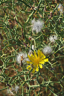 Launaea arborescens Morocco: Erfoud Geotagged,Launaea arborescens,Morocco,Spring