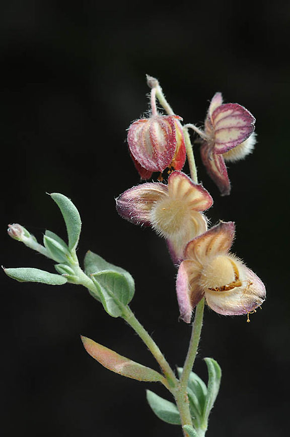 Helianthemum canariense Morocco: N of Essaouira Geotagged,Helianthemum canariense,Morocco,Spring