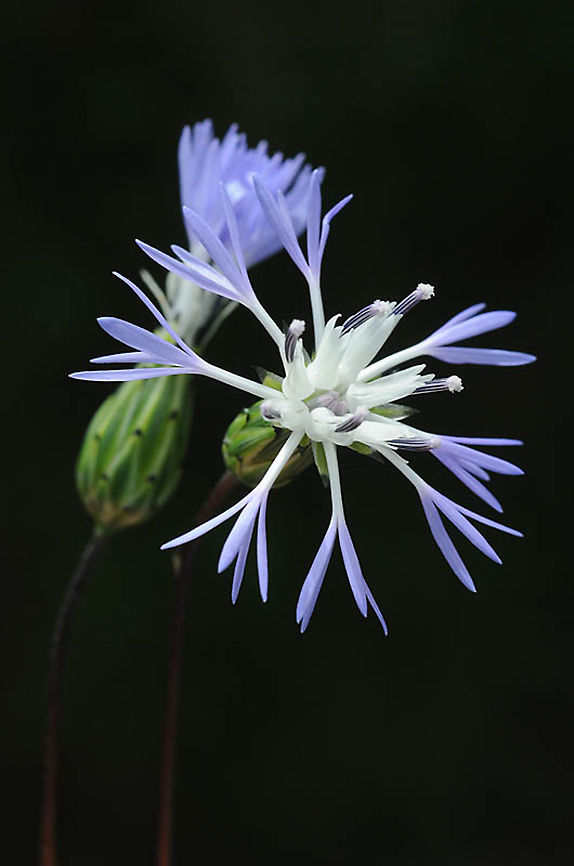 Volutaria maroccana Morocco: N of Essaouira Geotagged,Morocco,Spring,Volutaria maroccana