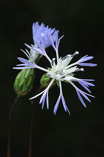Volutaria maroccana Morocco: N of Essaouira Geotagged,Morocco,Spring,Volutaria maroccana