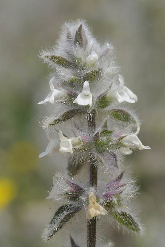 Sideritis cossoniana Morocco: N of Essaouira Geotagged,Morocco,Sideritis cossoniana,Spring