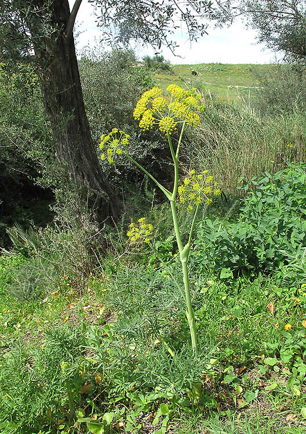 Thapsia transtagana  Morocco, near Fes Geotagged,Morocco,Spring,Thapsia transtagana
