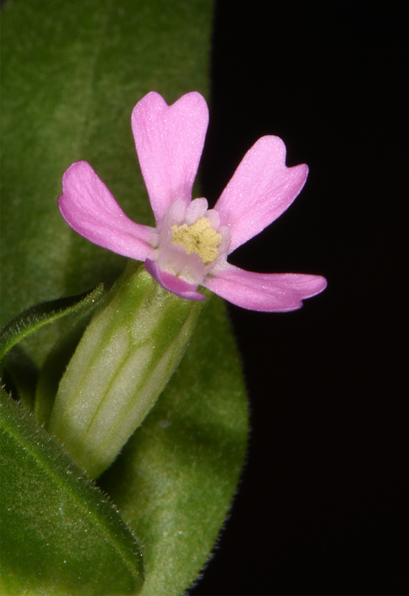Silene rubella  Silene rubella