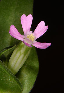 Silene rubella  Silene rubella