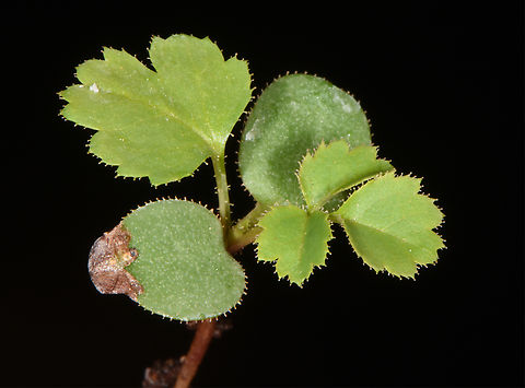 Rosa pulverulenta seedling  Rosa pulverulenta