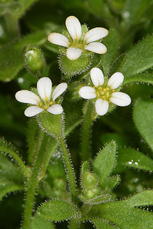 Saxifraga tridactylites  Saxifraga tridactylites